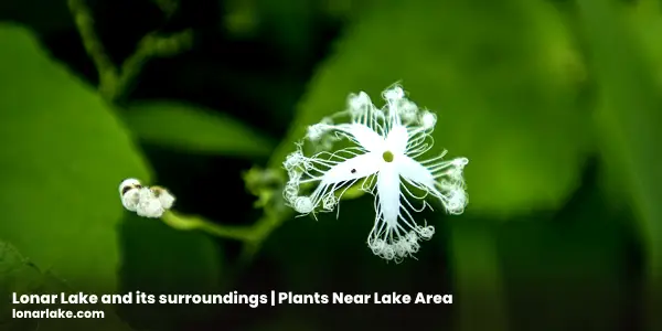 Lonar Lake Surrounding Environment | Plants Near Lake Area