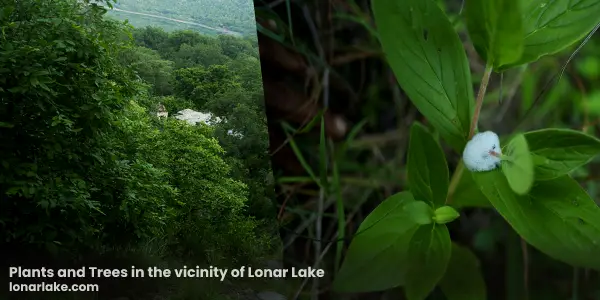 Mysteries Associated with Lonar Lake | Plants and Trees in the vicinity of Lonar Lake