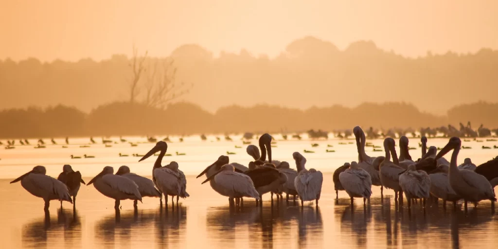 Lonar Lake Ramsar Site UPSC Study | Bird Flock at Wetlands