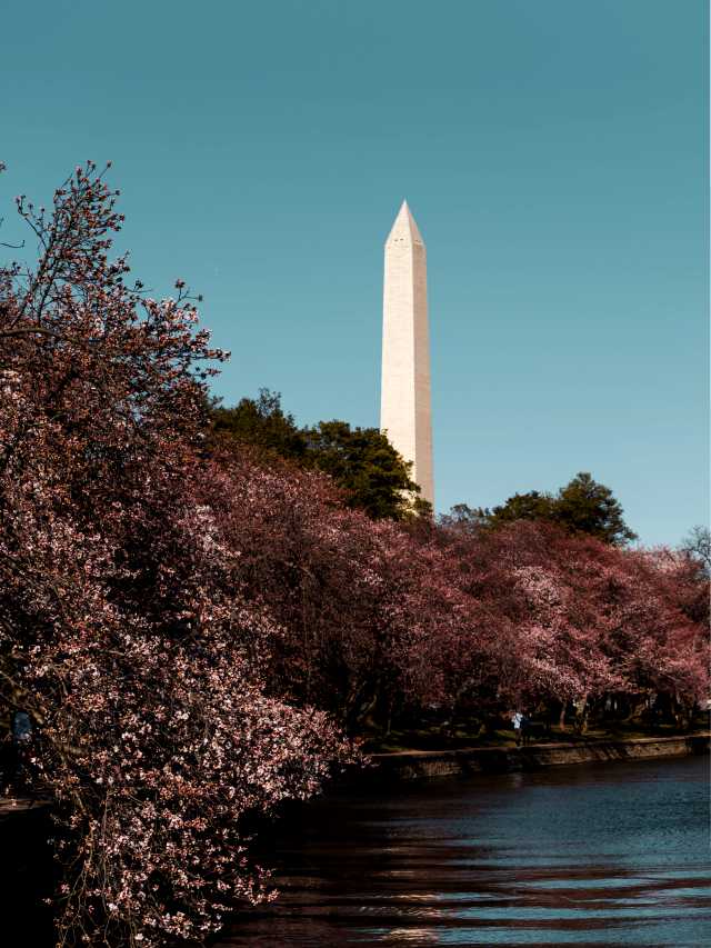 Top 5 Best Place To See Cherry Blossoms In DC